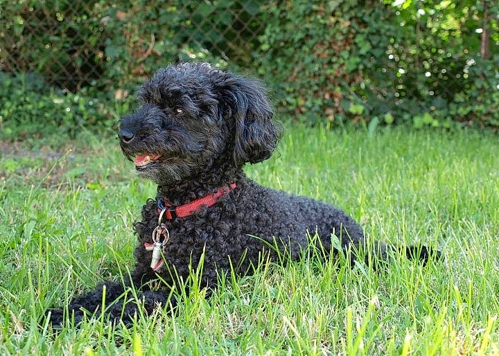 Angie a rejoint le concours — aidez-le/la à gagner de superbes lots ! canidae, carnivore, collar, companion_dog, dog, dog_breed, dog_collar, fur, grass, liver, plant, poodle, snout, sporting_group, tail, terrestrial_animal, terrier, toy_dog, water_dog, working_animal