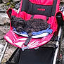 Angie participe au concours pour gagner de l'argent avec cette photo : baby_carriage, baby_products, bag, baggage, basket, carmine, carnivore, cat, collar, comfort, dog_supply, fashion_accessory, felidae, grass, luggage_and_bags, magenta, pet_supply, plant, red, small_to_medium_sized_cats