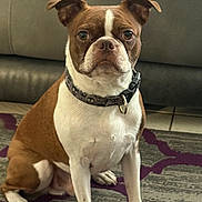 Hendrix joined the competition — help win amazing prizes! dog, bulldog, brown_and_white, sitting, portrait, indoor, couch, rug, collar, pet, canine, short_hair, front_facing, serious_expression, large_muzzle, folded_ears, living_room, floor, patterned_rug, photography