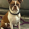 dog, bulldog, brown_and_white, sitting, portrait, indoor, couch, rug, collar, pet, canine, short_hair, front_facing, serious_expression, large_muzzle, folded_ears, living_room, floor, patterned_rug, photography