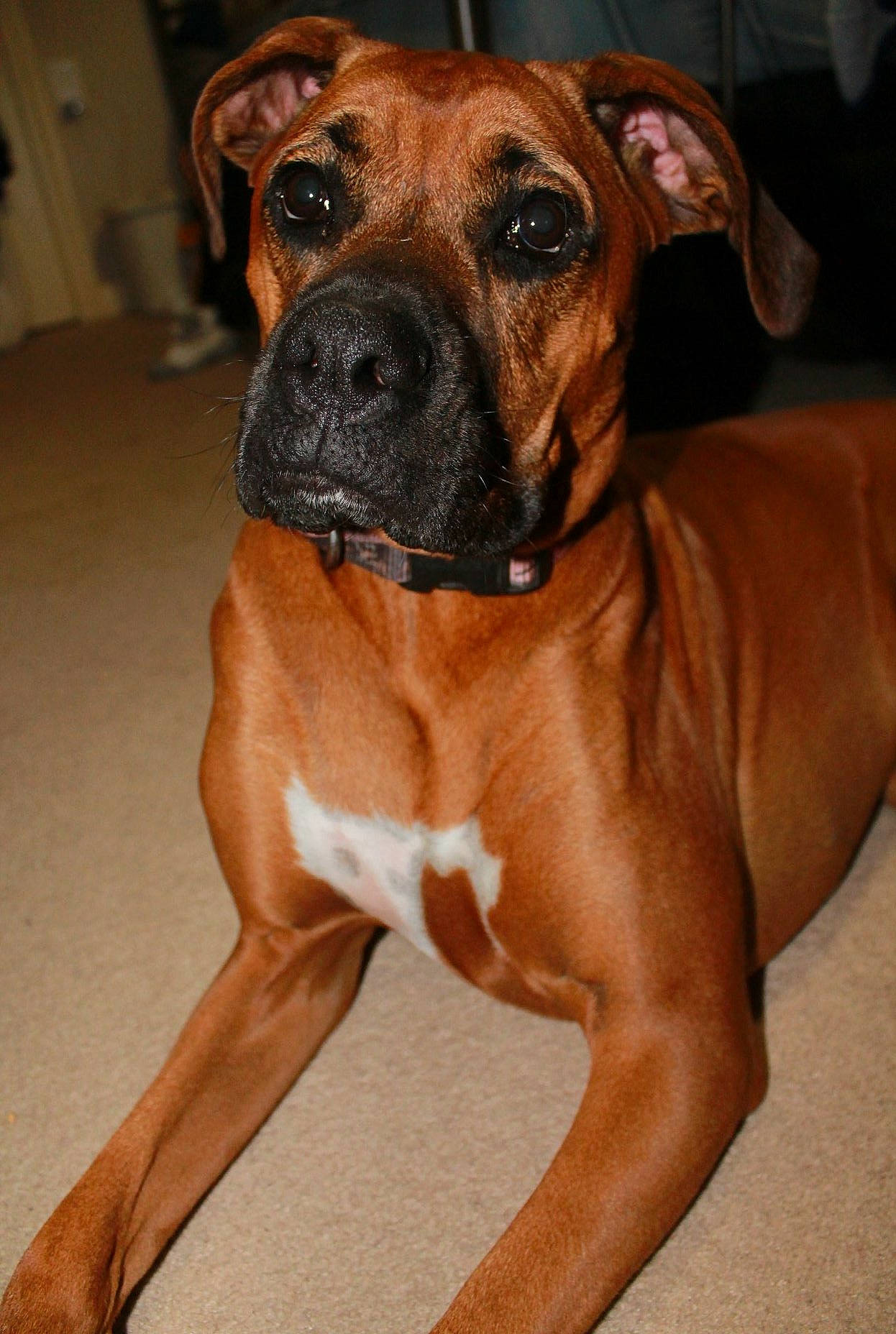 Charlee Rose joined the competition — help win amazing prizes! black_mouth_cur, boerboel, boxer, bullmastiff, canidae, carnivore, dog, dog_breed, fawn, mammal, molosser, muscle, non_sporting_group, perro_de_presa_mallorquin, rare_breed_dog, rhodesian_ridgeback, snout, sporting_group, tosa, vertebrate