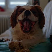 Vaiana a rejoint le concours — aidez-le/la à gagner de superbes lots ! dog, canine, pet, indoor, cushion, window, happy, tongue, fur, paws, resting, relaxed, cozy, blurry_background, smiling, mammal, companion, animal, cute, domestic