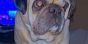Bacon is registered to the contest to win money with this photo: dog, pug, pet, animal, indoor, blanket, fur, face, cute, portrait, closeup, nostalgic, cozy, home, living_room, watching_tv, companion, domestic, canine, relaxed