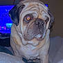 dog, pug, pet, animal, indoor, blanket, fur, face, cute, portrait, closeup, nostalgic, cozy, home, living_room, watching_tv, companion, domestic, canine, relaxed