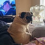 pug, dog, bed, blanket, fan, television, indoor, light, window, person_on_tv, fur, pet, cozy, resting, side_view, curtain, tattoo, colorful_blanket, relaxing, home