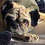 Bacon joined the competition — help win amazing prizes! dog, pug, pet, animal, lying_down, bed, sunlight, closeup, paw, fur, wrinkles, cute, indoor, relaxed, face, black_ears, claws, portrait, cozy, sleepy