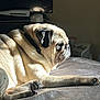 Bacon joined the competition — help win amazing prizes! dog, pug, pet, bed, sunlight, indoor, animal, resting, fur, paw, side_view, cute, domestic, canine, relaxation, portrait, sleepy, cozy, shadow, furniture