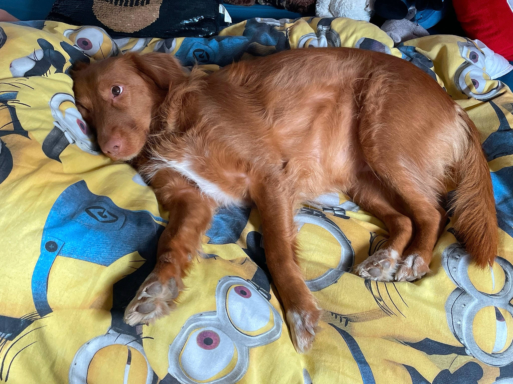 R Mione a rejoint le concours — aidez-le/la à gagner de superbes lots ! canidae, carnivore, comfort, companion_dog, dog, dog_breed, dog_supply, fawn, fur, guard_dog, gun_dog, liver, snout, spaniel, sporting_group, whiskers, working_animal