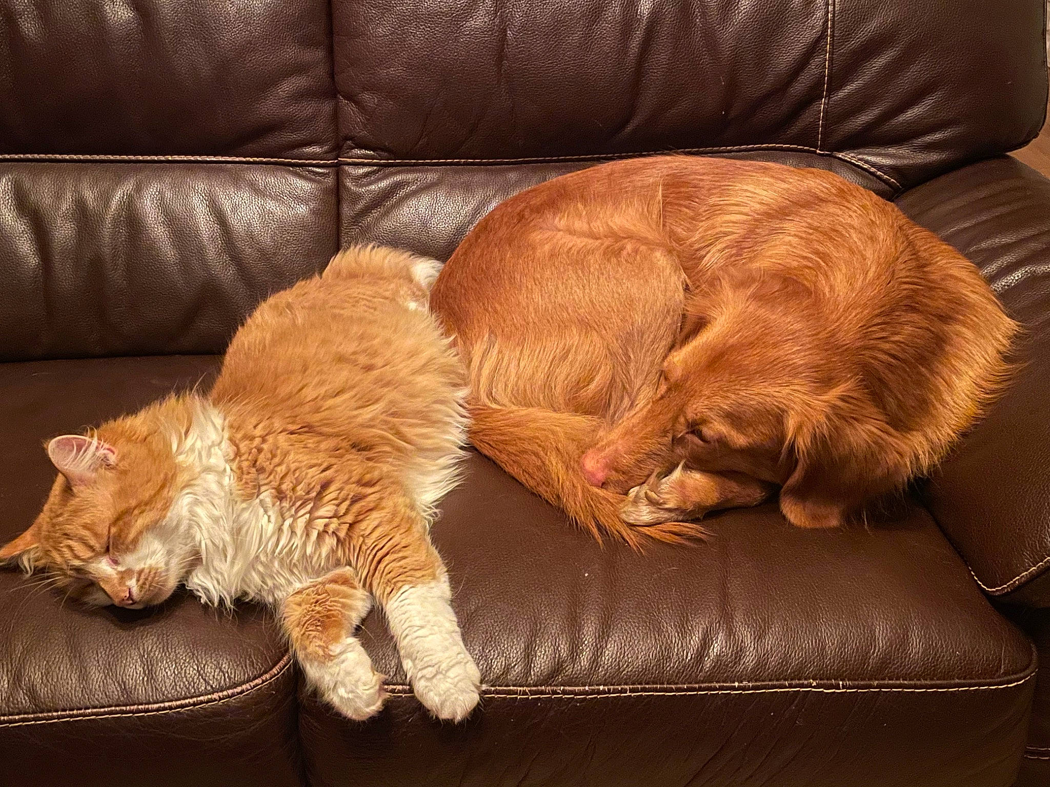 R Mione a rejoint le concours — aidez-le/la à gagner de superbes lots ! carnivore, cat, claw, comfort, companion_dog, couch, domestic_short_haired_cat, fawn, felidae, flooring, fur, furniture, human_leg, liver, paw, small_to_medium_sized_cats, snout, tail, whiskers, wood