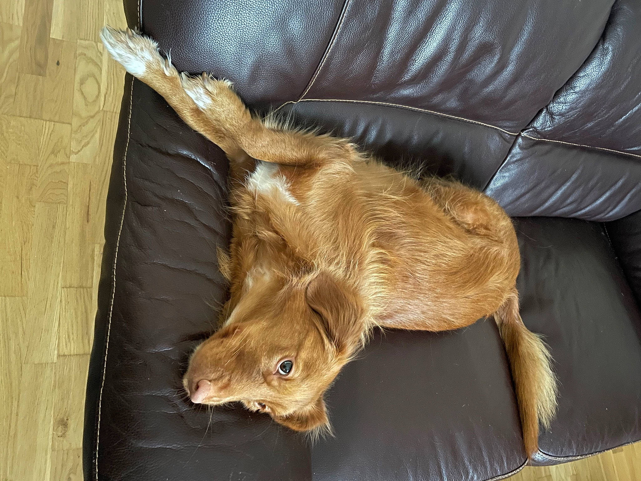 R Mione participe au concours pour gagner de l'argent avec cette photo : canidae, carnivore, cat, claw, domestic_short_haired_cat, fawn, felidae, fur, liver, metal, natural_material, small_to_medium_sized_cats, snout, sporting_group, tail, terrestrial_animal, whiskers, wildlife, wood