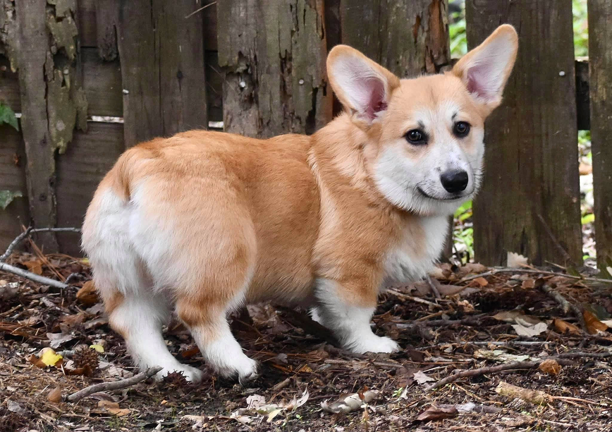 Corgnelius joined the competition — help win amazing prizes! blond, brown, canidae, carnivore, collar, companion_dog, dog, dog_breed, dog_supply, fawn, fur, home_fencing, liver, non_sporting_group, snout, sporting_group, terrestrial_animal, wood, working_animal, working_dog