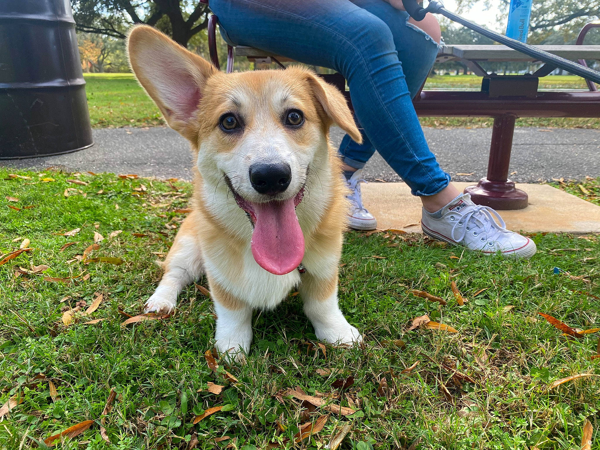 Corgnelius is registered to the contest to win money with this photo: canidae, cardigan_welsh_corgi, carnivore, companion_dog, denim, dog, dog_breed, foot, grass, jeans, outdoor_furniture, pembroke_welsh_corgi, slipper, sneakers, snout, sporting_group, tongue, vertebrate, welsh_corgi, working_animal