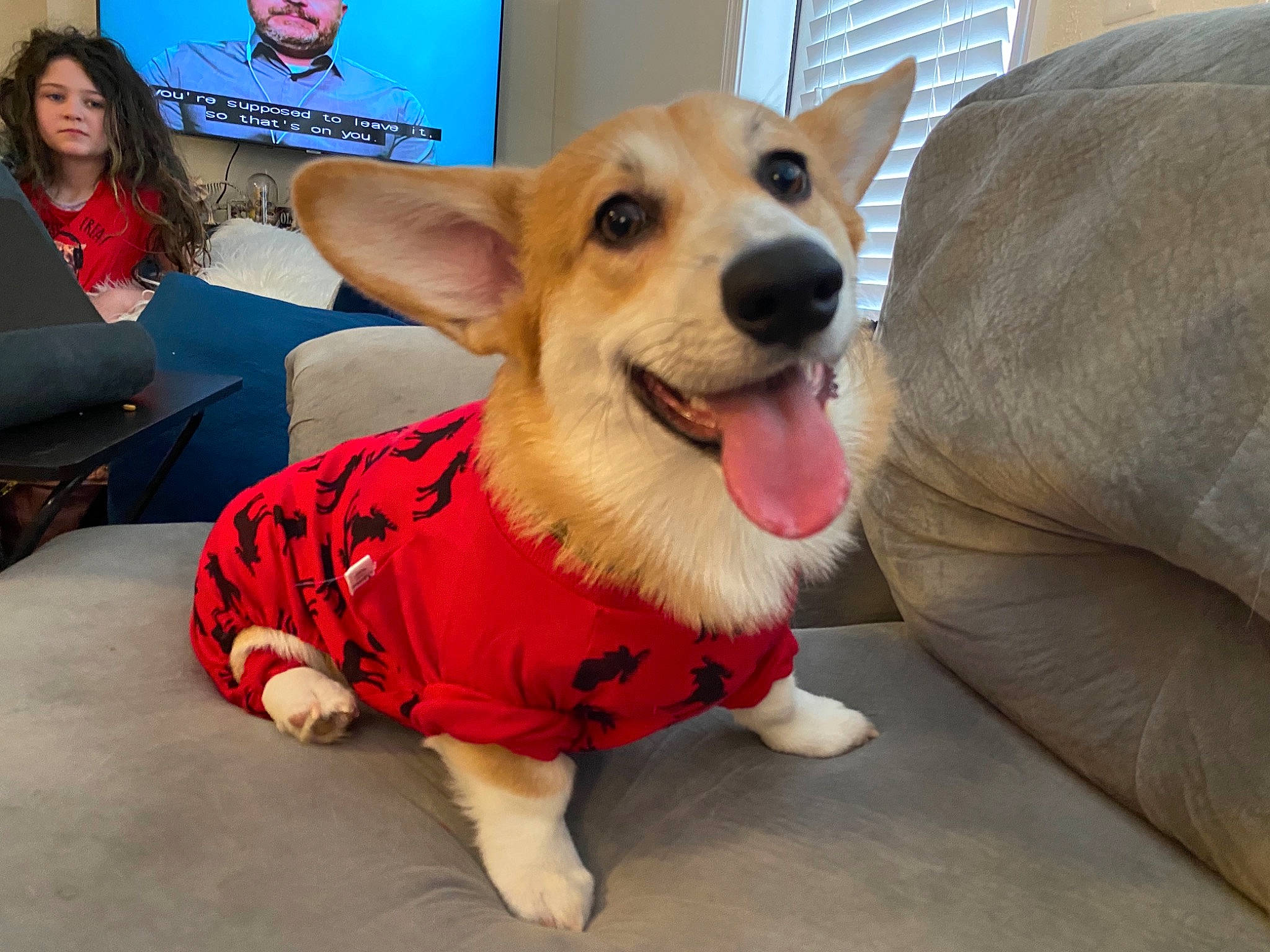Corgnelius joined the competition — help win amazing prizes! canidae, carnivore, collar, comfort, companion_dog, couch, dog, dog_breed, dog_clothes, dog_supply, fawn, fur, pembroke_welsh_corgi, pet_supply, snout, sporting_group, tongue, vertebrate, welsh_corgi, working_animal
