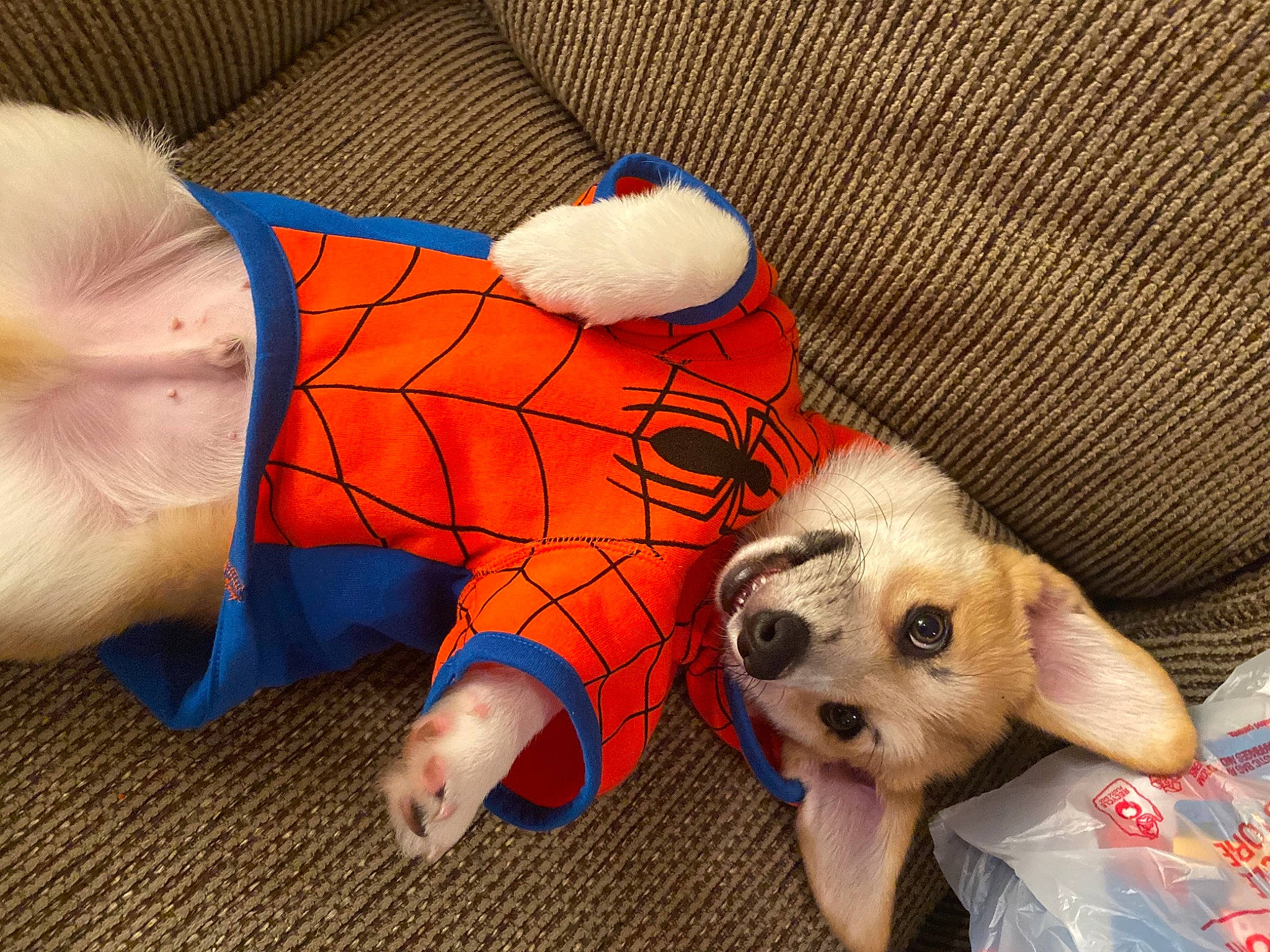 Corgnelius is registered to the contest to win money with this photo: baby_products, baby_toys, canidae, carnivore, companion_dog, couch, dog, dog_breed, dog_supply, fawn, nail, peach, pet_supply, plush, puppy, snout, stuffed_toy, textile, toy_dog, working_animal