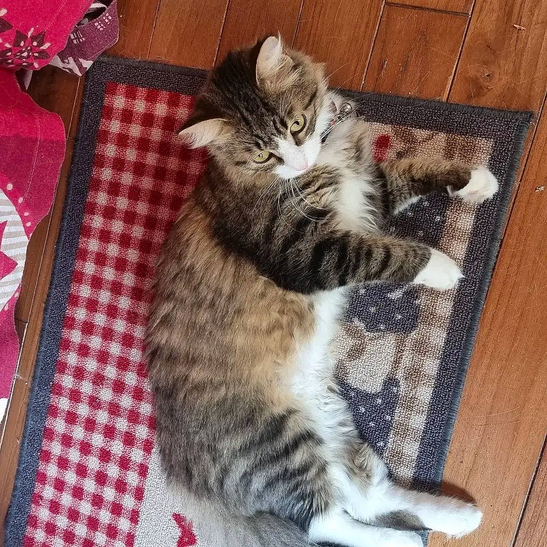 Lechat participe au concours pour gagner de l'argent avec cette photo : carnivore, cat, claw, comfort, domestic_short_haired_cat, felidae, flooring, fur, grey, hardwood, kitchen_utensil, pattern, paw, small_to_medium_sized_cats, snout, tablecloth, tableware, tail, whiskers, wood