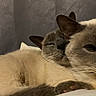 cat, siamese_cat, feline, pets, animal, cute, snuggling, cozy, fur, whiskers, ears, sleepy, closeup, indoor, resting, companion, friendship, soft_light, portrait, warm