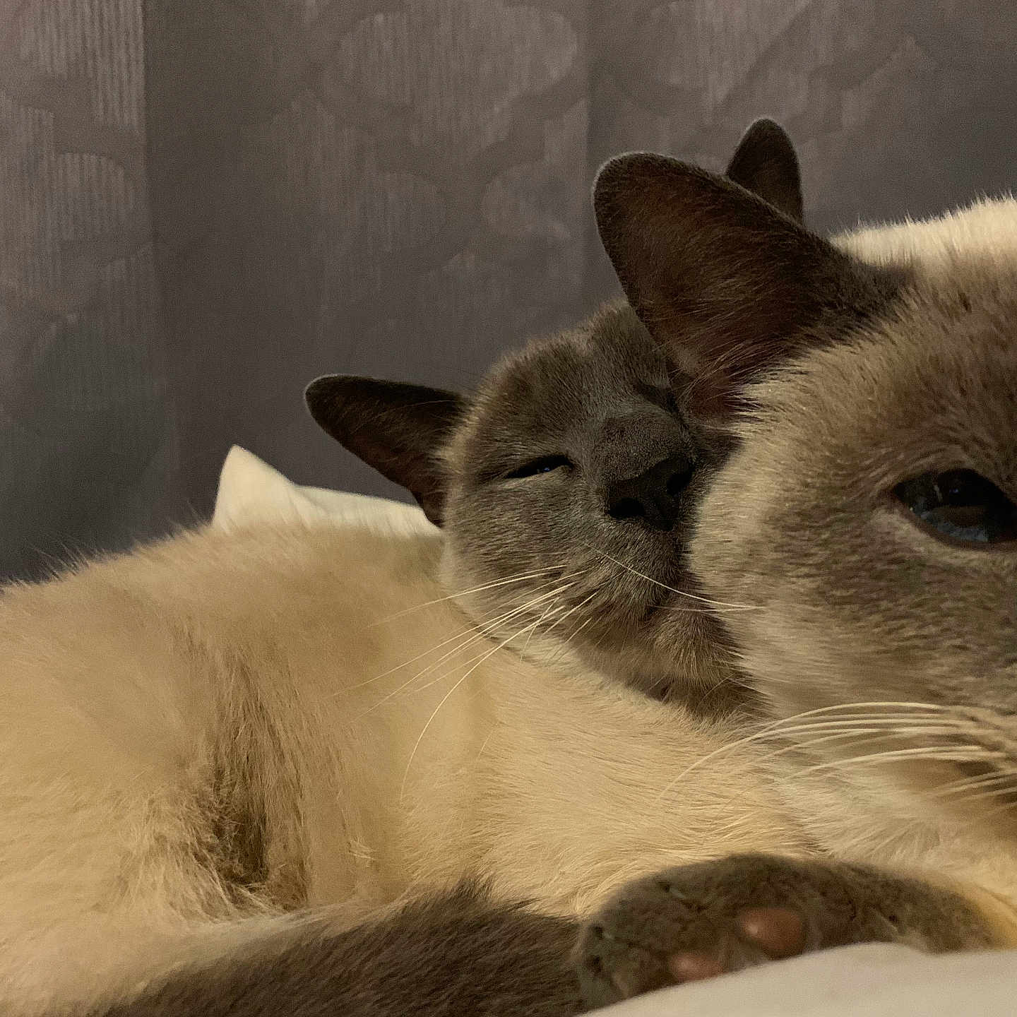 Simi is registered to the contest to win money with this photo: cat, siamese_cat, feline, pets, animal, cute, snuggling, cozy, fur, whiskers, ears, sleepy, closeup, indoor, resting, companion, friendship, soft_light, portrait, warm