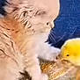 adorable, animal, beige, bird, blue_background, cat, chick, companion, curious, cute, domestic, fluffy, furry, interaction, kitten, pet, small, soft, yellow, young