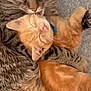 adorable, animal, cat, close_up, companionship, cozy, cuddling, cute, domestic, feline, fur, indoor, mammal, orange_cat, pets, relaxing, resting, sleeping, tabby_cat, whiskers