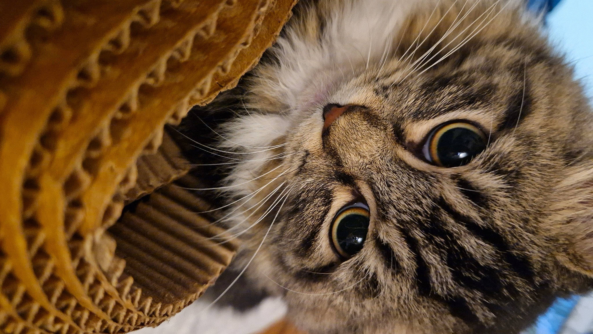 Alex is registered to the contest to win money with this photo: carnivore, cat, close_up, domestic_short_haired_cat, felidae, fur, iris, mesh, paw, small_to_medium_sized_cats, snout, terrestrial_animal, whiskers, wicker, wildlife, wood