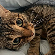 Fryskette participe au concours pour gagner de l'argent avec cette photo : cat, tabby, close_up, whiskers, fur, eyes, pet, animal, cute, sleepy, cozy, indoor, relaxed, mammal, face, portrait, soft, resting, feline, curious