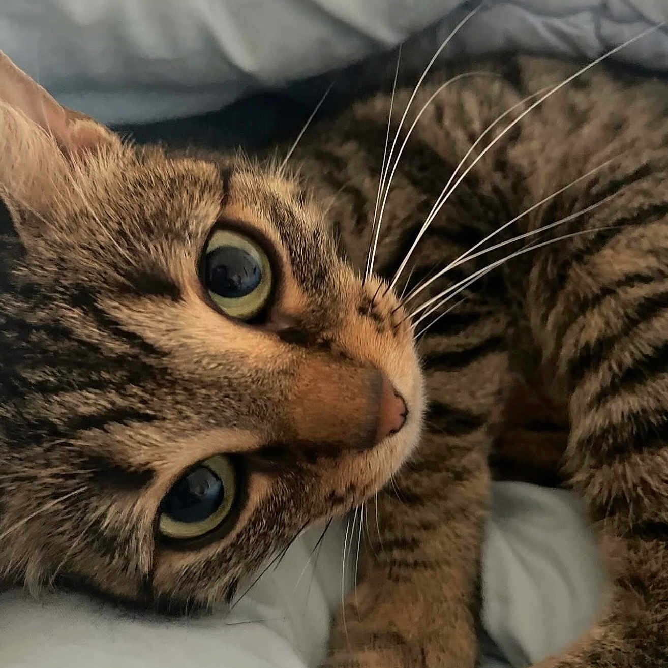 Fryskette participe au concours pour gagner de l'argent avec cette photo : cat, tabby, close_up, whiskers, fur, eyes, pet, animal, cute, sleepy, cozy, indoor, relaxed, mammal, face, portrait, soft, resting, feline, curious