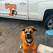Baby Jo is registered to the contest to win money with this photo: dog, bulldog, brown_dog, orange_jersey, sportswear, team_logo, truck, pickup_truck, vehicle, parking_lot, outdoor, asphalt, concrete, blue_stool, tire, collar, leash, sitting, portrait, daylight