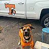 dog, bulldog, brown_dog, orange_jersey, sportswear, team_logo, truck, pickup_truck, vehicle, parking_lot, outdoor, asphalt, concrete, blue_stool, tire, collar, leash, sitting, portrait, daylight