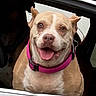 dog, pit_bull, pet, animal, portrait, close_up, happy, smiling, tongue_out, collar, pink_collar, car, vehicle, car_window, outdoor, front_facing, short_hair, tan_and_white, canine, funny
