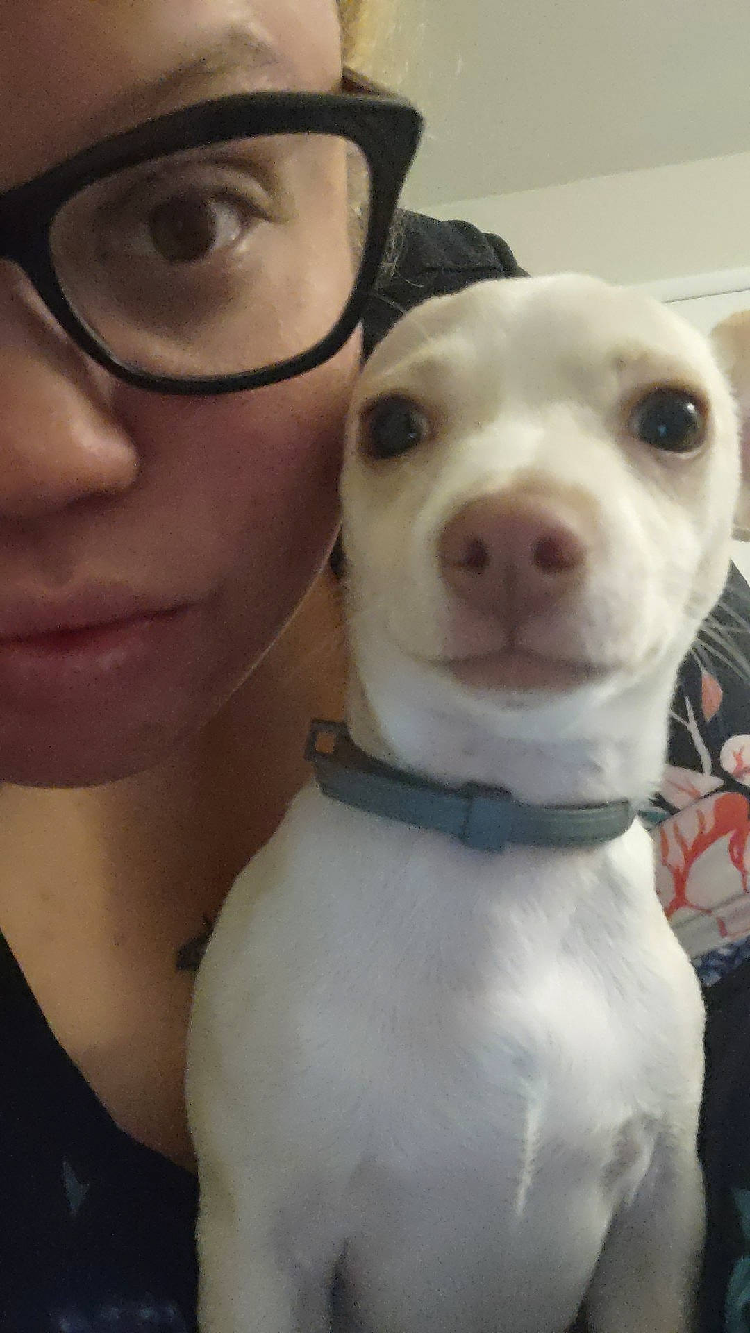 Mack is registered to the contest to win money with this photo: carnivore, collar, companion_dog, cool, dog, dog_breed, ear, eyelash, eyewear, fawn, fur, gesture, happy, jaw, nose, selfie, snout, vision_care, whiskers, working_animal