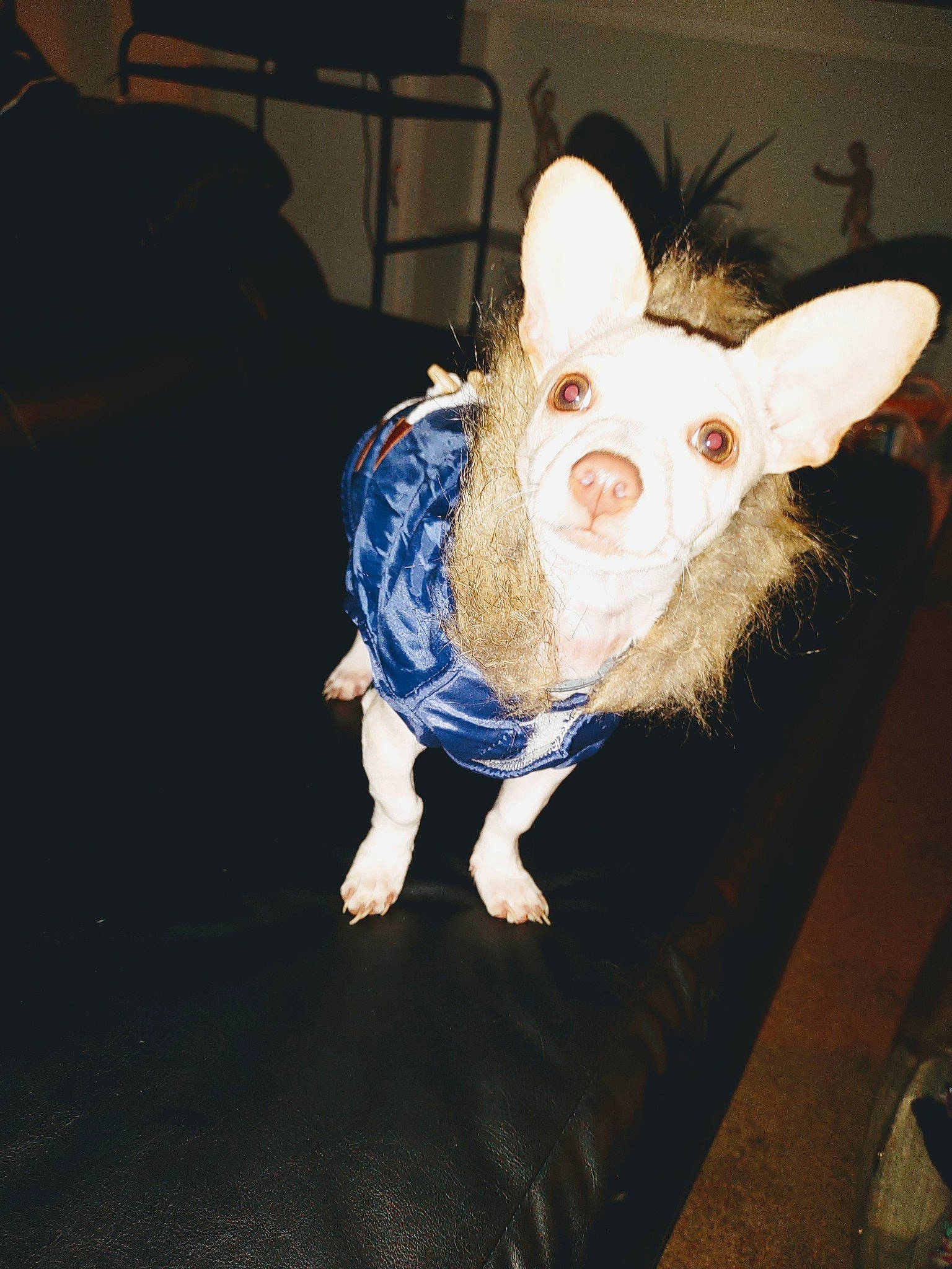 Mack joined the competition — help win amazing prizes! canidae, chair, costume, couch, darkness, domestic_pig, ear, event, fawn, flash_photography, flooring, fun, fur, livestock, room, sleeve, snout, suidae, terrestrial_animal, whiskers