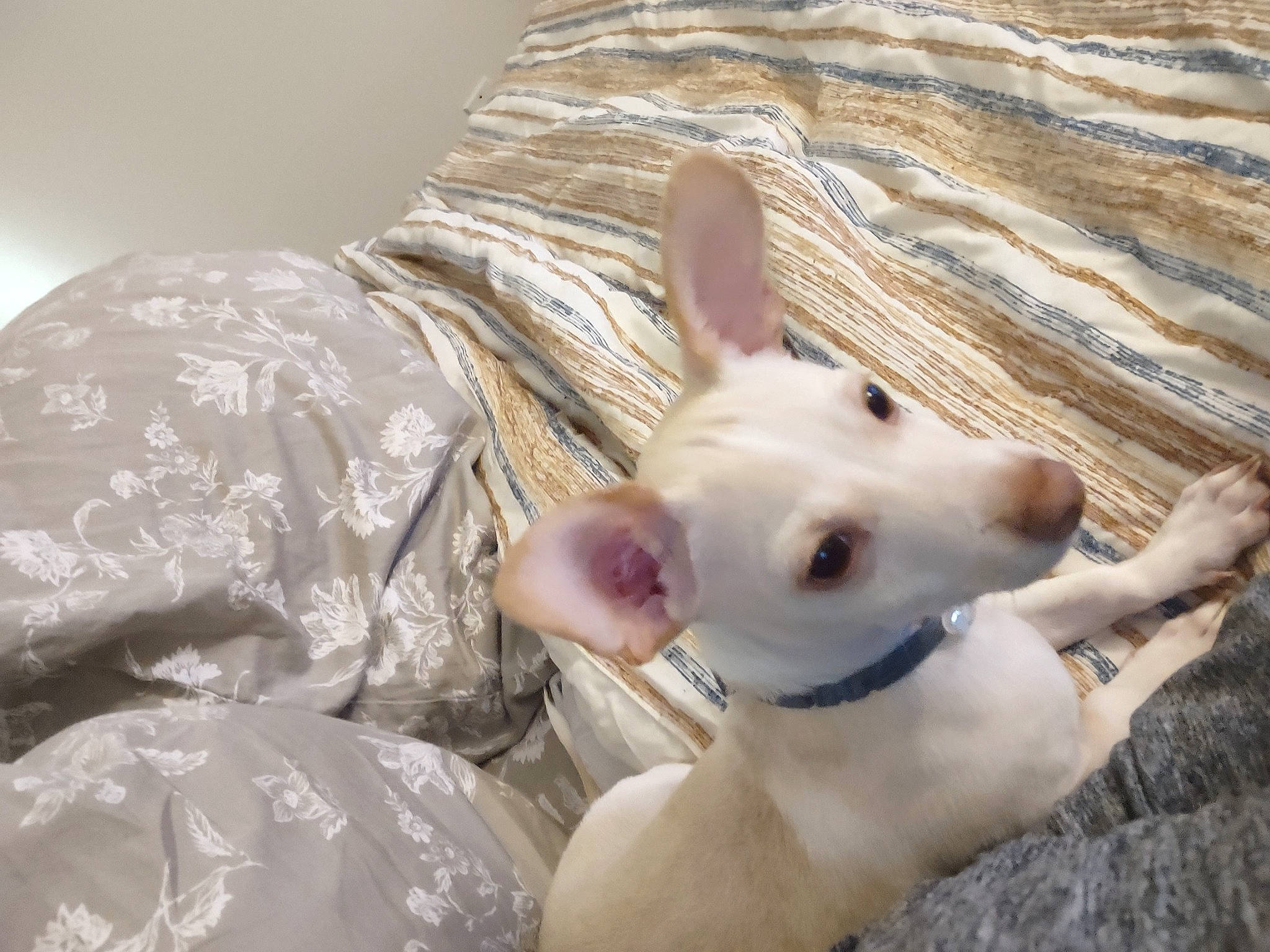 Mack joined the competition — help win amazing prizes! canidae, carnivore, collar, comfort, companion_dog, dog, dog_breed, dog_collar, dog_supply, ear, eye, fawn, fur, paw, snout, sporting_group, toy_dog, whiskers, wood, working_animal