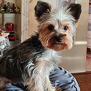 Vaiko participe au concours pour gagner de l'argent avec cette photo : dog, yorkshire_terrier, pet, animal, fur, ears, eyes, nose, sitting, indoor, cushion, gray, home, furniture, mirror, shelf, decor, curious, cute, portrait
