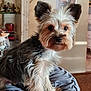 dog, yorkshire_terrier, pet, animal, fur, ears, eyes, nose, sitting, indoor, cushion, gray, home, furniture, mirror, shelf, decor, curious, cute, portrait