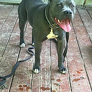 Savage is registered to the contest to win money with this photo: dog, canine, pet, gray_dog, tongue_out, leash, wooden_floor, collar, happy, standing, indoor, animal, mammal, paw, white_patch, ears_up, tongue, looking, friendly, playful