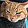Abricot