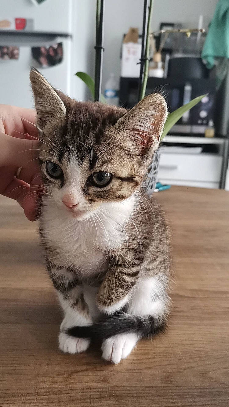 Naya participe au concours pour gagner de l'argent avec cette photo : carnivore, cat, claw, domestic_short_haired_cat, felidae, floor, flooring, foot, fur, hardwood, kitten, laminate_flooring, nail, paw, small_to_medium_sized_cats, snout, toe, whiskers, wood_flooring, wood_stain