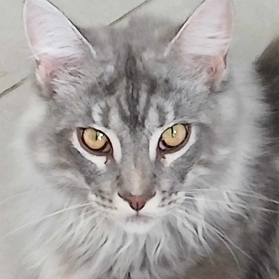 Ayko participe au concours pour gagner de l'argent avec cette photo : cat, grey_cat, fluffy_fur, golden_eyes, pet, animal, portrait, close_up, whiskers, ears, feline, indoor, looking_at_camera, soft_texture, cute, mammal, domestic_cat, alert, sitting, quiet
