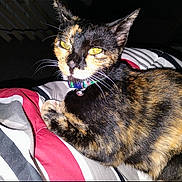 Koffy Girl joined the competition — help win amazing prizes! bedding, bell, blanket, camera_flash, cat, closeup, collar, domestic_cat, feline, fur, gaze, indoor, paw, pet, portrait, resting, stripes, tortoiseshell_cat, whiskers, yellow_eyes