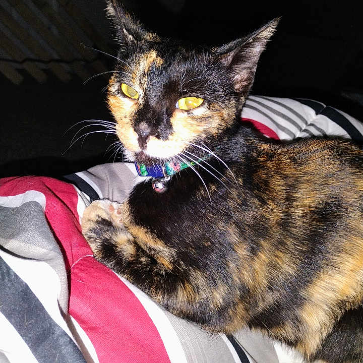 Koffy Girl joined the competition — help win amazing prizes! bedding, bell, blanket, camera_flash, cat, closeup, collar, domestic_cat, feline, fur, gaze, indoor, paw, pet, portrait, resting, stripes, tortoiseshell_cat, whiskers, yellow_eyes