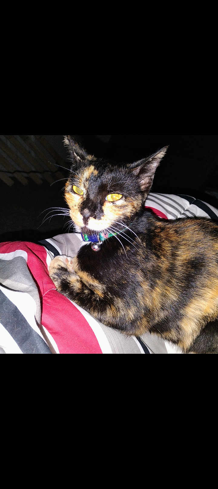 Koffy Girl joined the competition — help win amazing prizes! bedding, bell, blanket, camera_flash, cat, closeup, collar, domestic_cat, feline, fur, gaze, indoor, paw, pet, portrait, resting, stripes, tortoiseshell_cat, whiskers, yellow_eyes