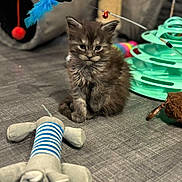 Calypso participe au concours pour gagner de l'argent avec cette photo : animal, cat, cat_tunnel, cute, domestic, feather_toy, feline, furry, gray_surface, indoor, kitten, pet, playful, plush_toy, sitting, small, soft, striped_toy, toy, young