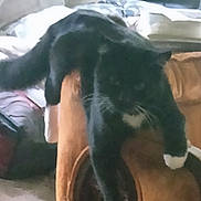 Pig joined the competition — help win amazing prizes! cat, tuxedo_cat, black_cat, white_paws, paws, whiskers, armrest, armchair, sofa, couch, blanket, pillow, living_room, indoor, pet, relaxed, lounging, fur, upholstery, household