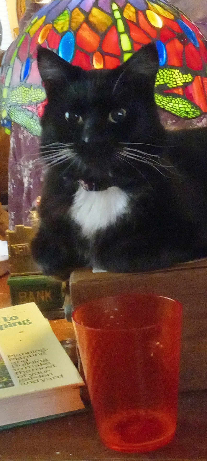 Pig joined the competition — help win amazing prizes! cat, tuxedo_cat, black_cat, white_chest, stained_glass, lamp, red_cup, book, indoor, whiskers, eyes, pet, sitting, furniture, table, collar, closeup, portrait, home, cozy