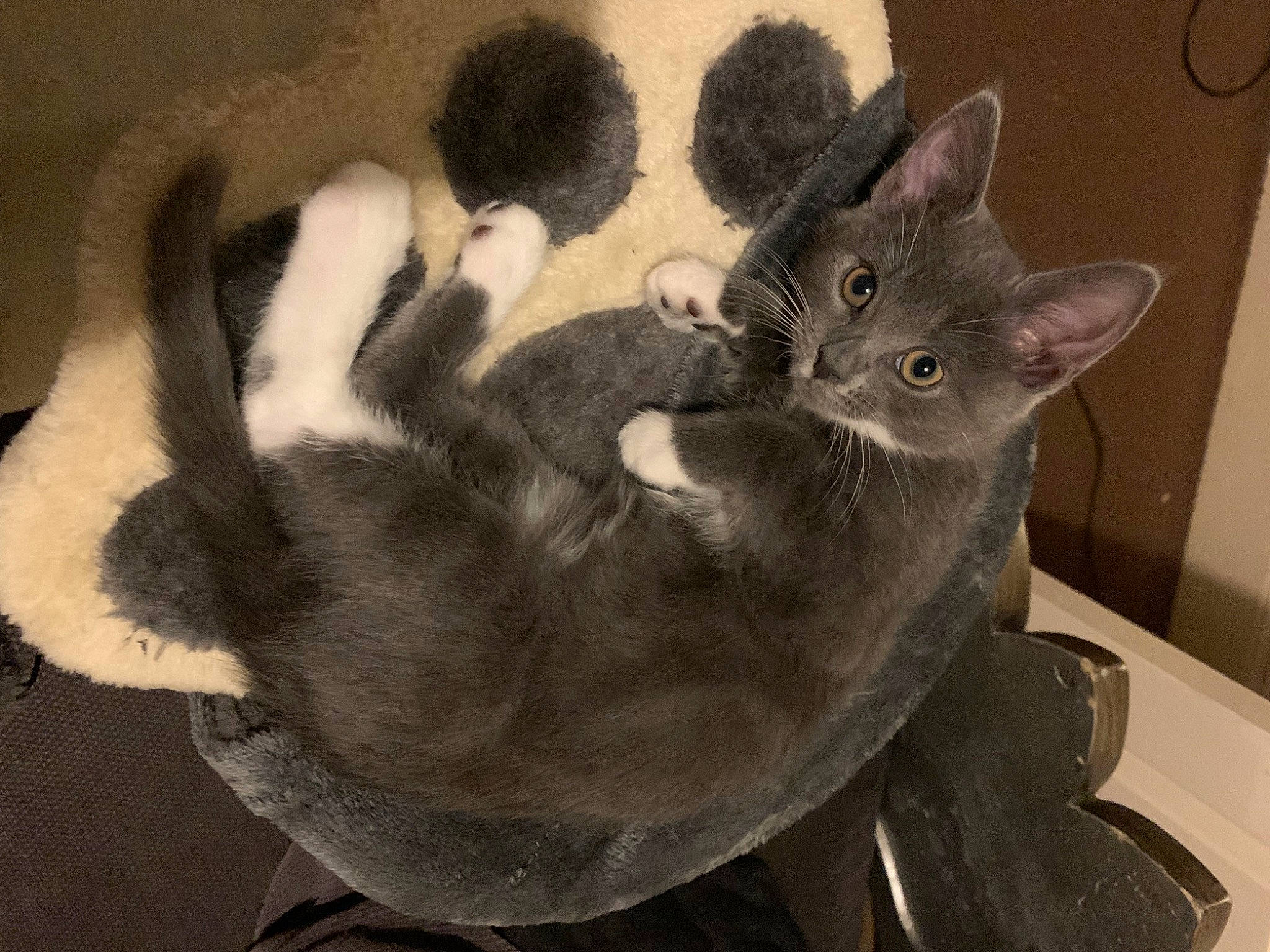 Harmony is registered to the contest to win money with this photo: black_cat, canidae, carnivore, cat, claw, comfort, domestic_short_haired_cat, ear, felidae, fur, gesture, grey, havana_brown, paw, russian_blue, small_to_medium_sized_cats, tail, terrestrial_animal, whiskers, window