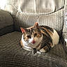 cat, calico_cat, pet, animal, portrait, sitting, lounging, armchair, furniture, bow_tie, collar, indoors, home, couch, patterned_fabric, whiskers, ears, tongue, cute, funny