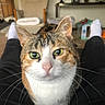 cat, calico_cat, pet, feline, green_eyes, whiskers, close_up, portrait, sitting, indoor, living_room, home, lap, black_clothing, fur, ears, nose, face, cozy, photography