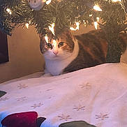 Muffin is registered to the contest to win money with this photo: cat, christmas_tree, holiday, lights, ornaments, indoor, pet, animal, feline, tabby, white_chest, sitting, portrait, bed, blanket, cozy, warm_lighting, home, decorations, cute