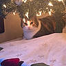 cat, christmas_tree, holiday, lights, ornaments, indoor, pet, animal, feline, tabby, white_chest, sitting, portrait, bed, blanket, cozy, warm_lighting, home, decorations, cute