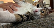 Muffin joined the competition — help win amazing prizes! cat, calico_cat, pet, animal, feline, belly_rub, lying_down, relaxed, close_up, portrait, green_eyes, whiskers, pink_nose, striped_fur, multicolored_fur, human_hand, indoor, living_room, couch, cozy